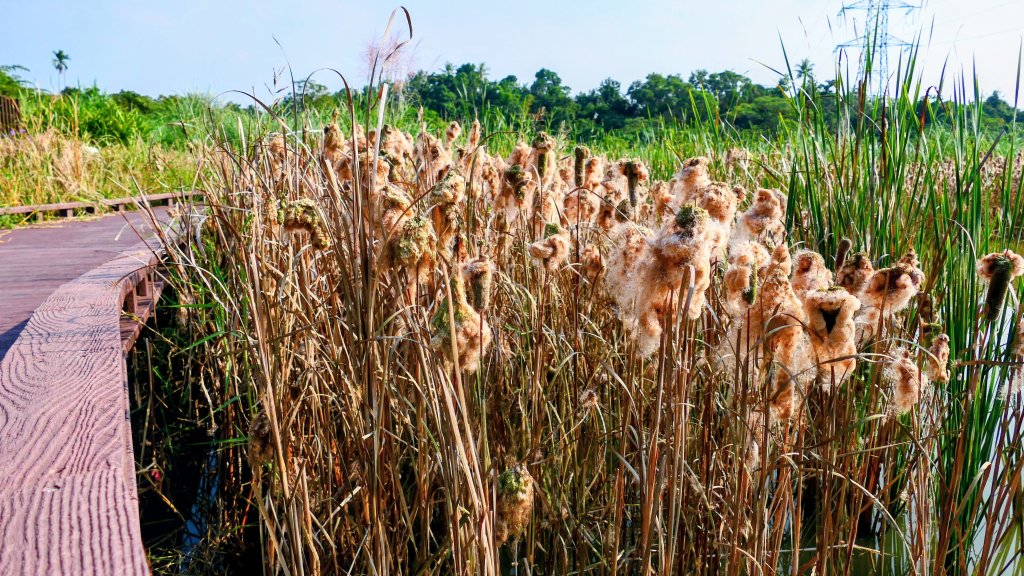 仁武觀音湖_2954910