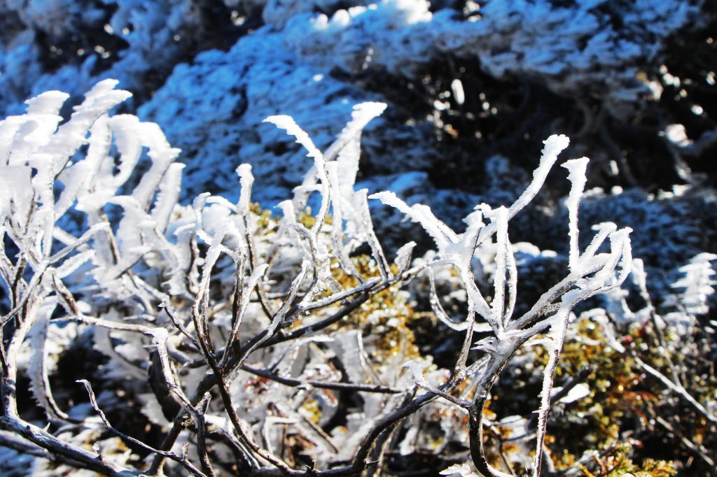 玉山  風雪後 , 另一番美景 !_224463