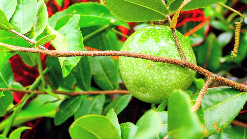 華山小天梯,情人橋_2948597