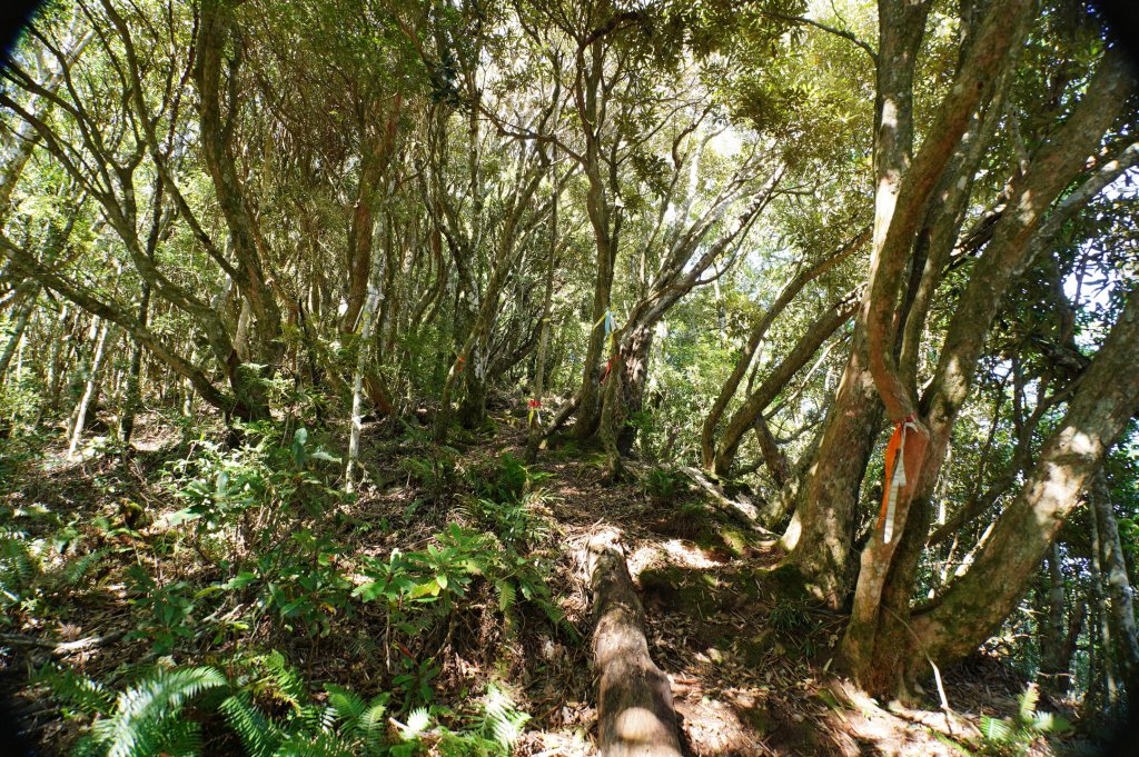 新竹 尖石 屯野生台山、石麻達山、錦屏山_2904277