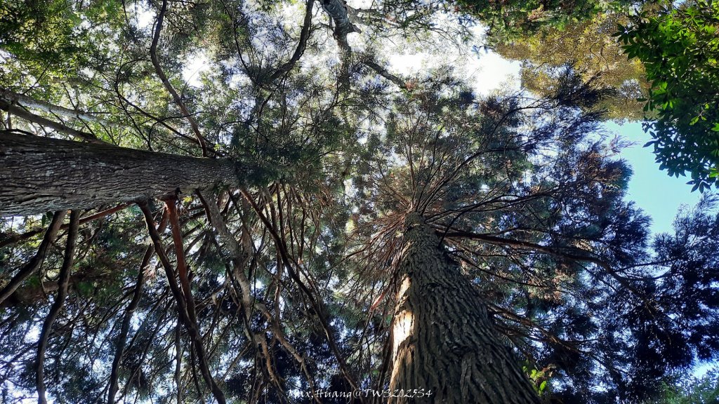 《新竹》斷崖神木｜北得拉曼步道小P繞20251017_2917477