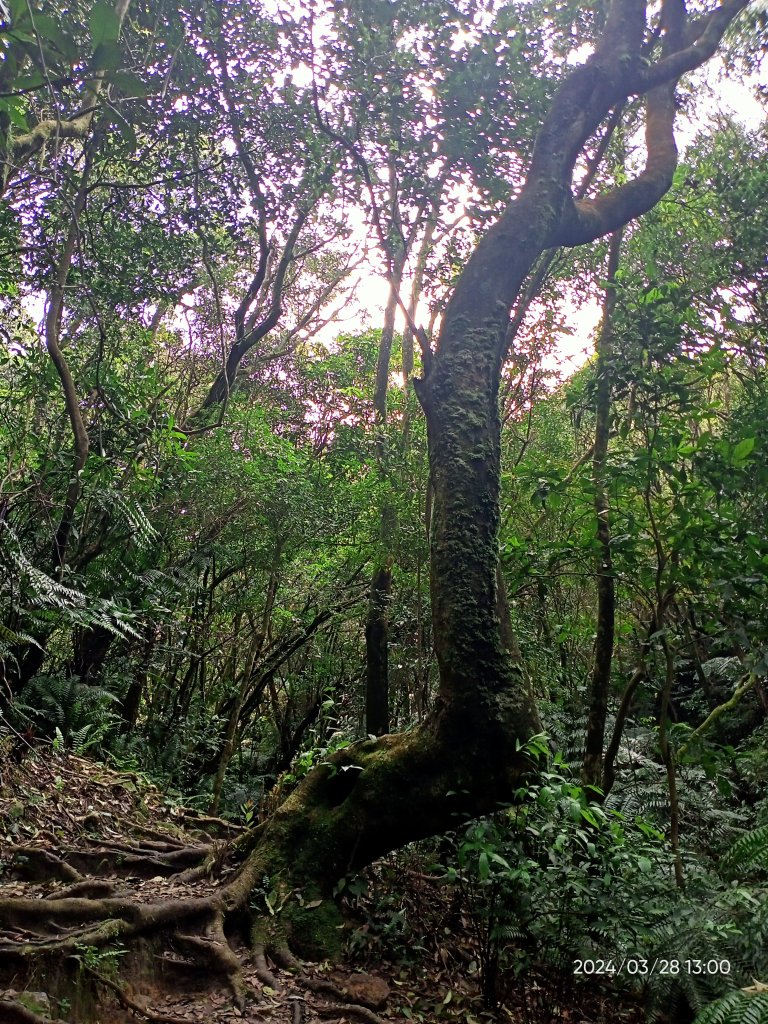 【臺北大縱走4】風櫃嘴→雙溪溝古道→五指山古道→大崙頭山北面步道→許願步道→圓覺寺步道→大溝溪→大湖_2469083