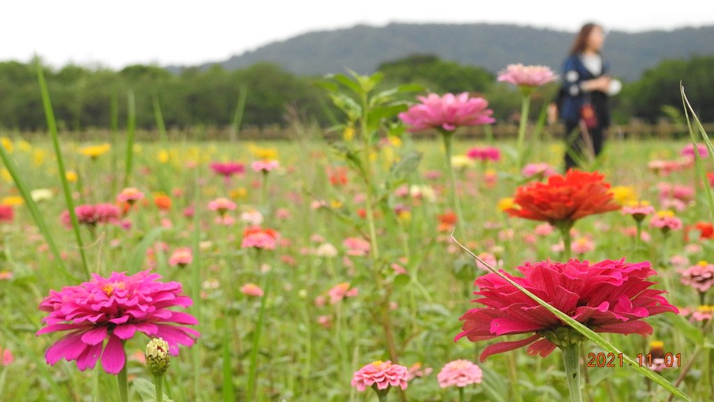 花花世界_1500904