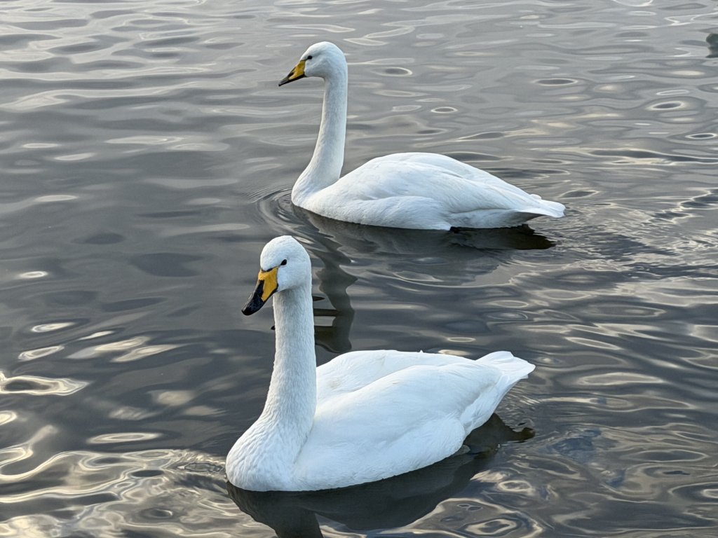 [紐約馬之行-21] 2025_1104 托寧湖(Tjörnin)_2946377