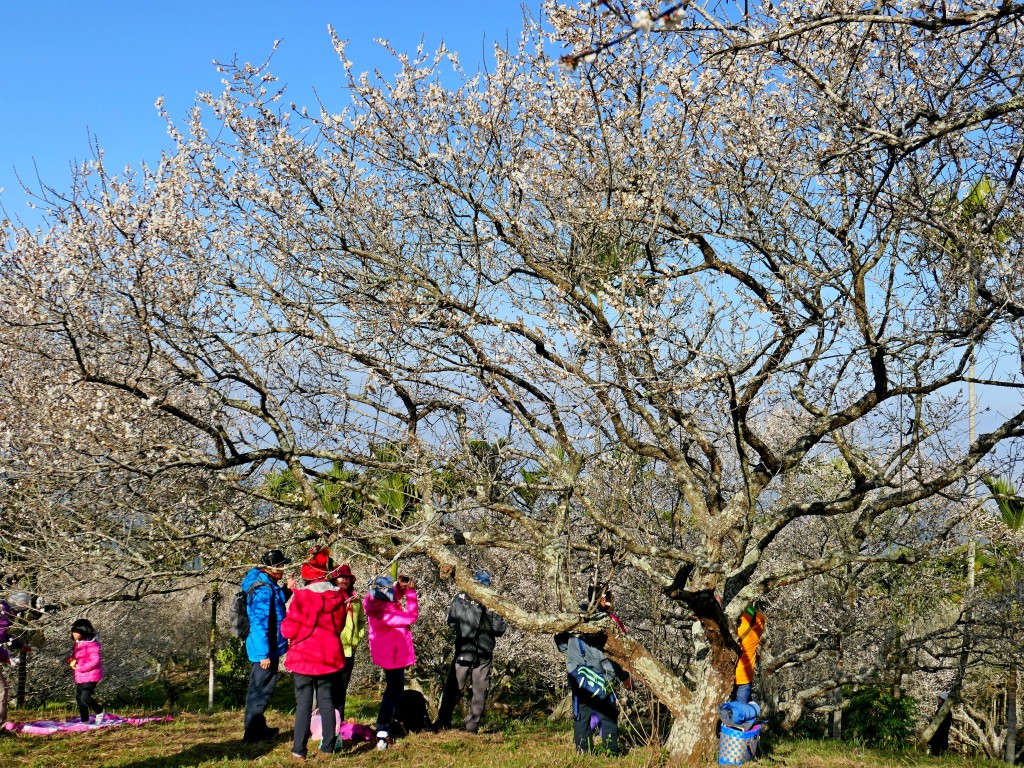 南投中寮劉家梅園、九份二山賞梅趣    2018/01/13_251505