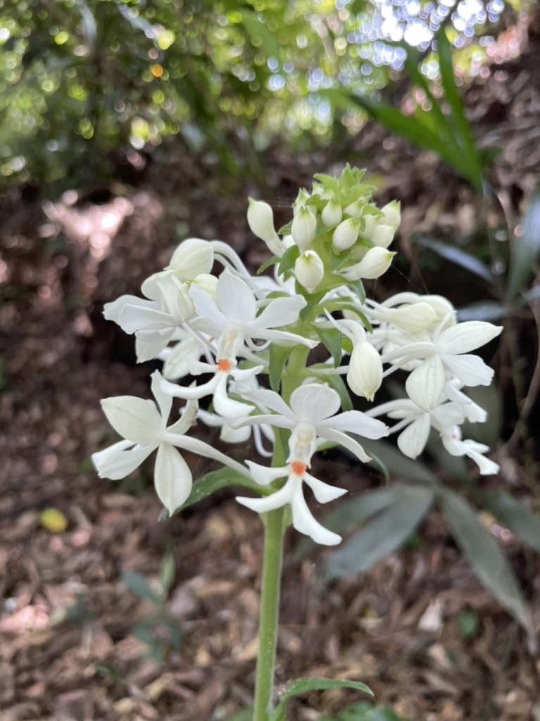 【小百岳】獅頭山，在狂風與無風爆熱間的獅猿縱走（獅頭山、猿山）_1778219