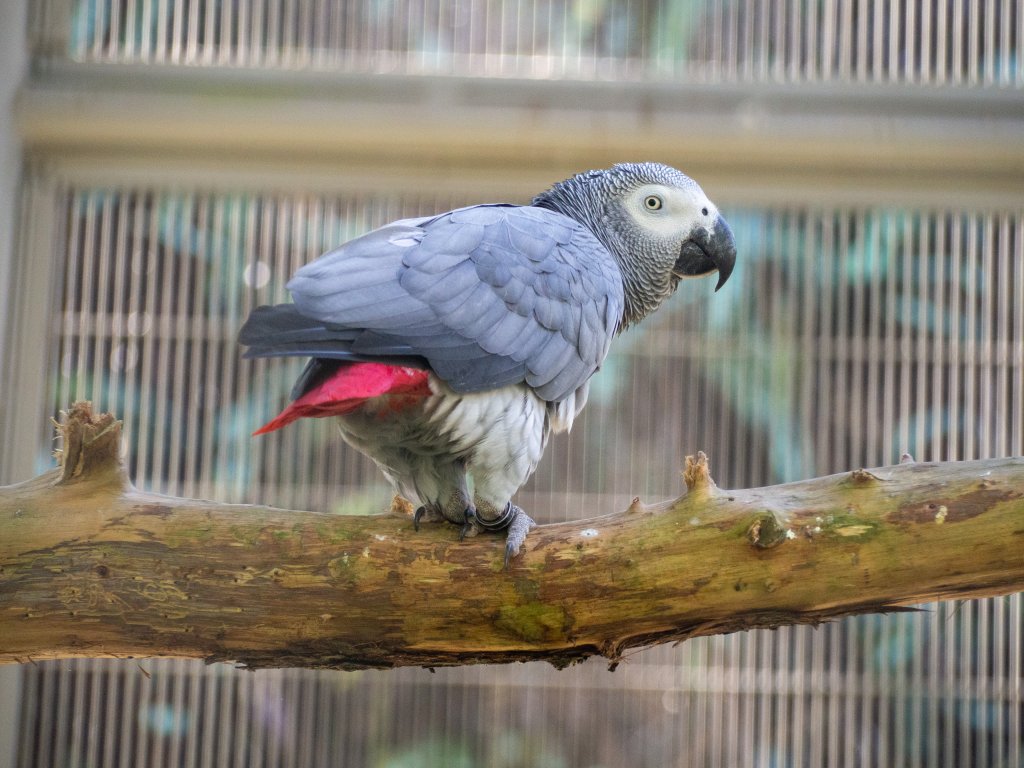 鳳凰谷鳥園_2961129