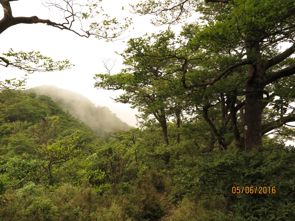 北插之美-霧淞、山毛櫸變色、雲海_47181