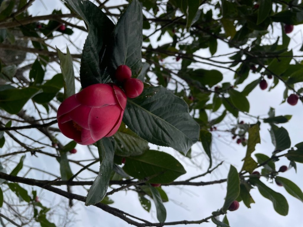 青潭越嶺政大-賞梅花🌸安坑🐦嘴四秀_2691671