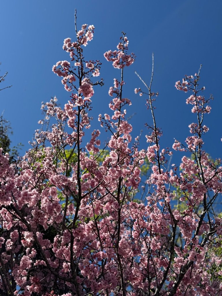 20250216瑞峰瑞里健行_2730536