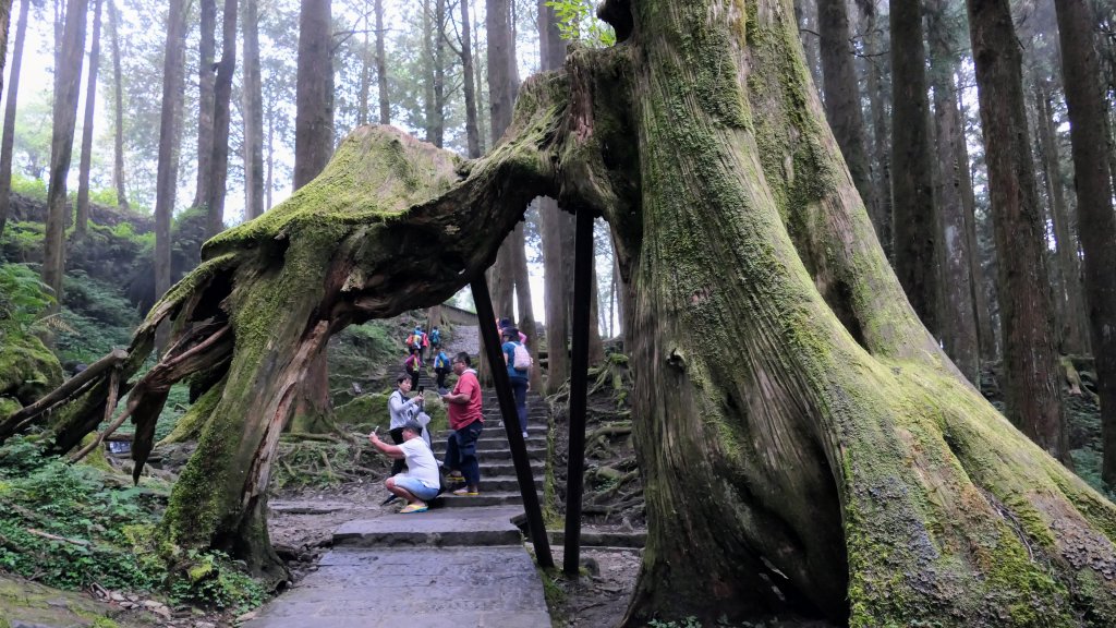 阿里山森遊區-神木步道_2536904