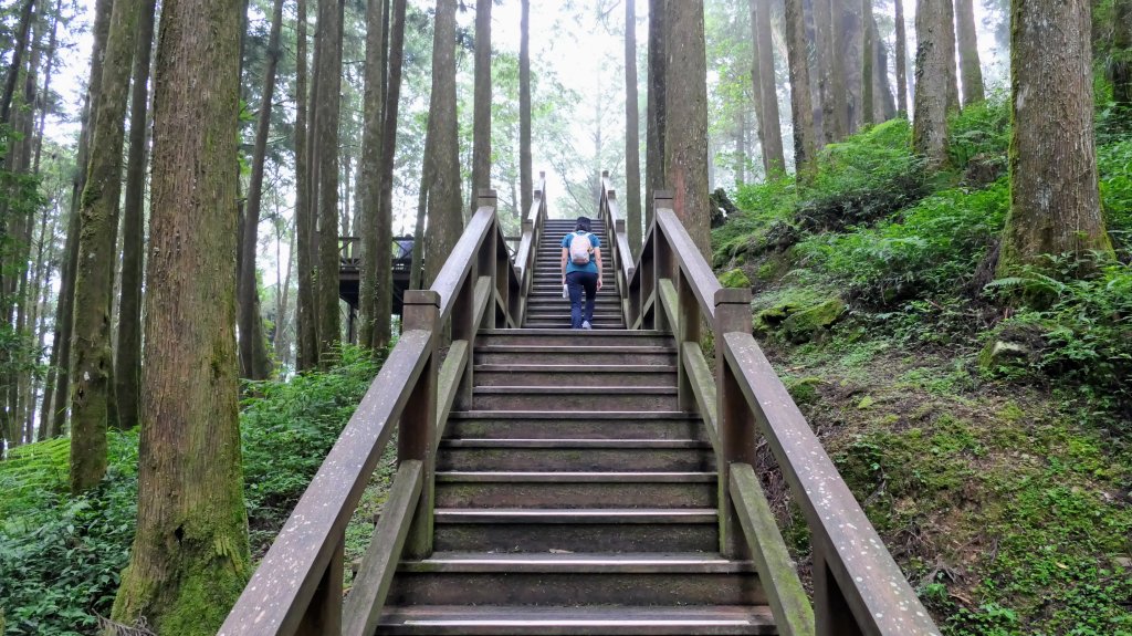 阿里山森遊區-神木步道_2536853