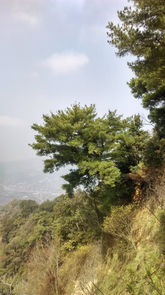 大坑5-1步道~頭嵙山三角點_872081