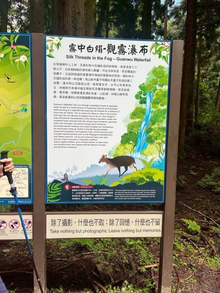 新竹 五峰 觀霧國家森林遊樂區 觀霧瀑布步道+賞鳥步道_2811421