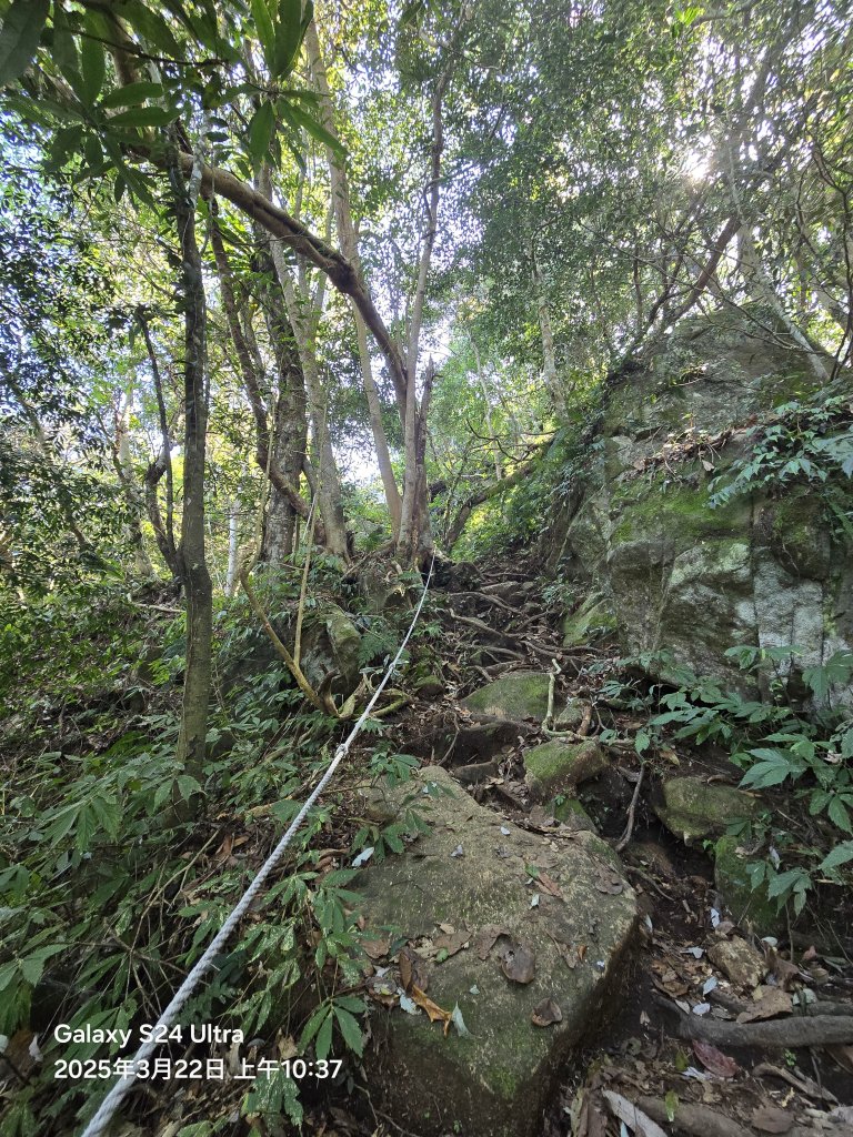 2025-03-22油羅山步道_2743403