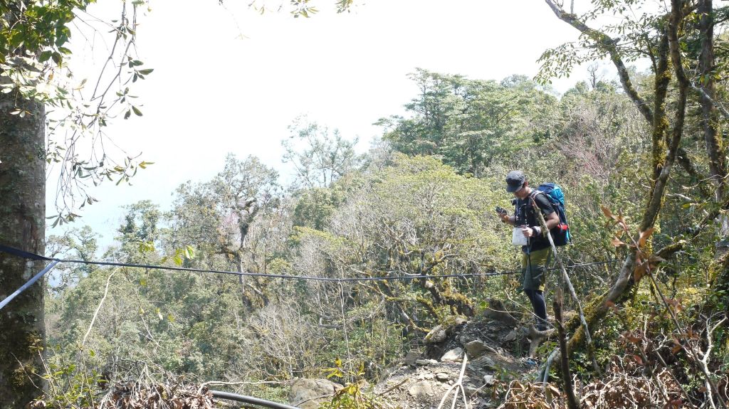 米羅山之木_292848