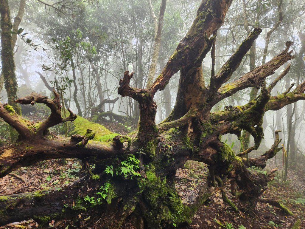 【中級山縱走】魯壁山，東穗山，大島田山，宇老觀景台_2771648