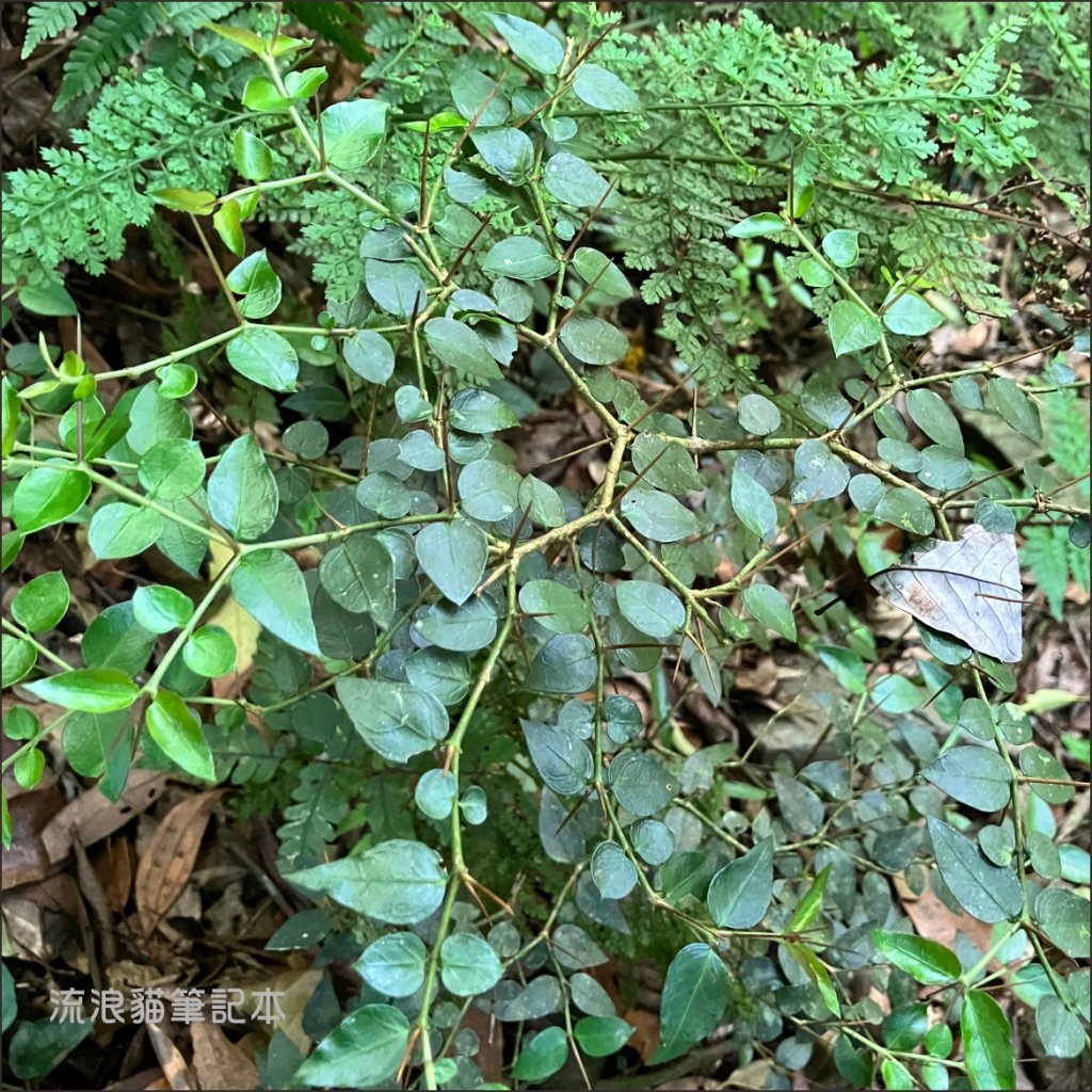 【佐米縱走】走進迷霧森林尋找千歲神木，參加一場巨木群的盛宴_2888757