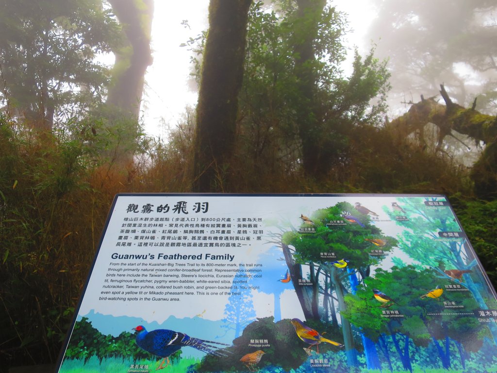 【新竹】觀霧迷幻森林：檜山巨木群步道_1111915