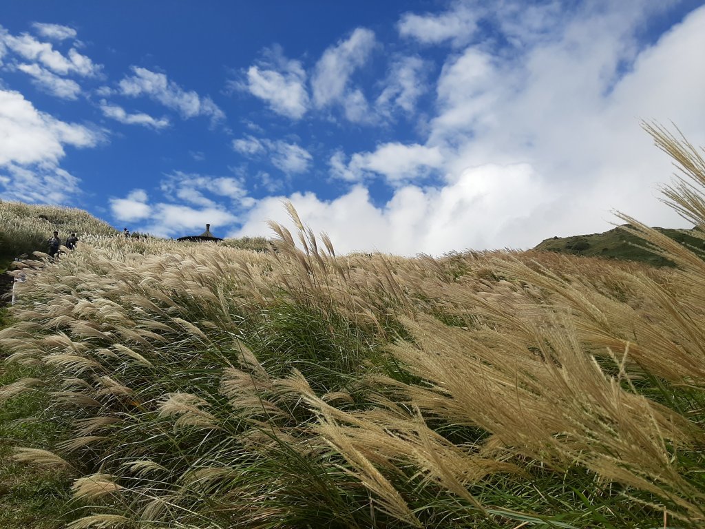 臺北大縱走3：小油坑至風櫃口_1493563
