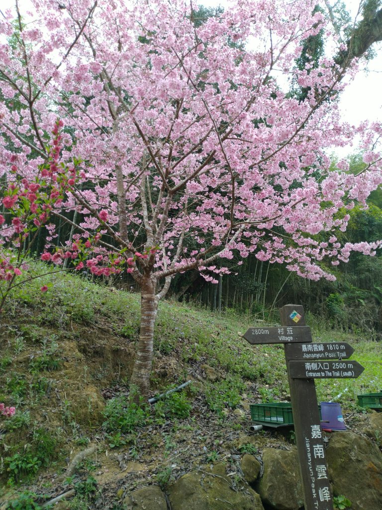 2023-02-26 登嘉南雲峰巧遇草嶺櫻花季_2043940