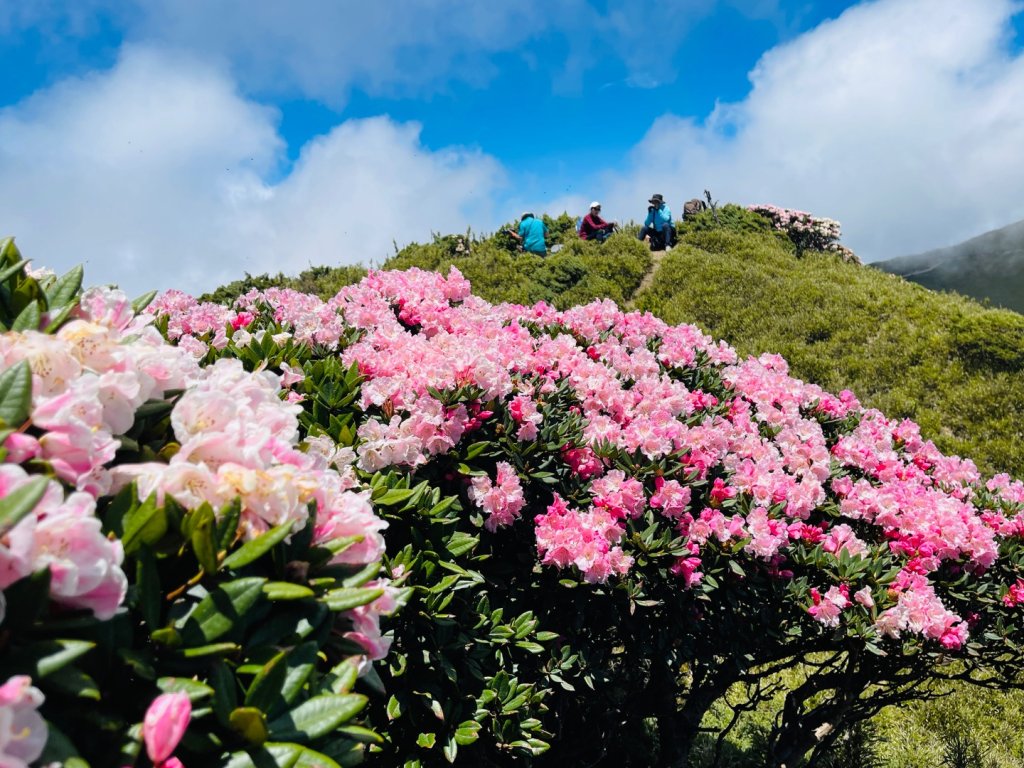 1150520合歡東峰杜鵑花封面圖