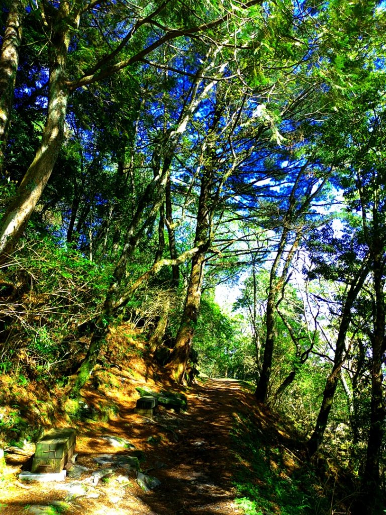 檜山巨木群步道_1662828