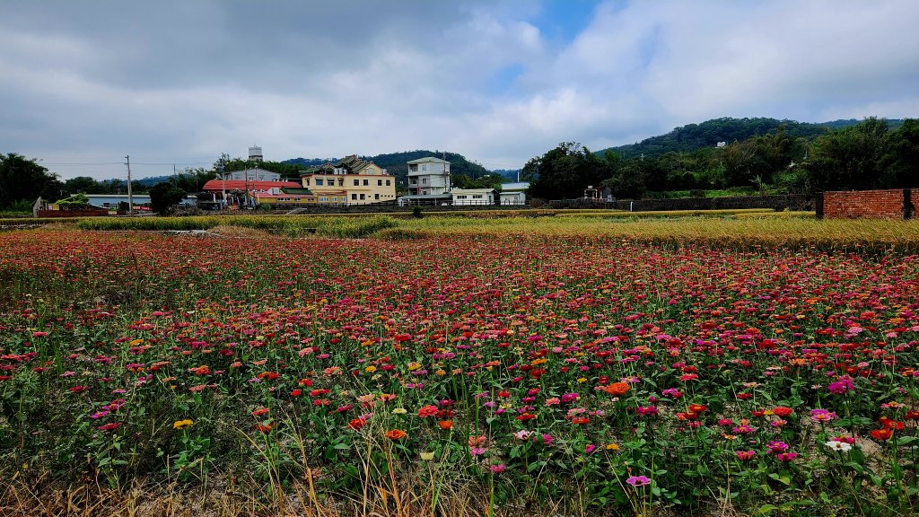111/11/19杭菊限定：銅鑼-三義大縱走、龍貓土地公、銅鑼窯_1919632