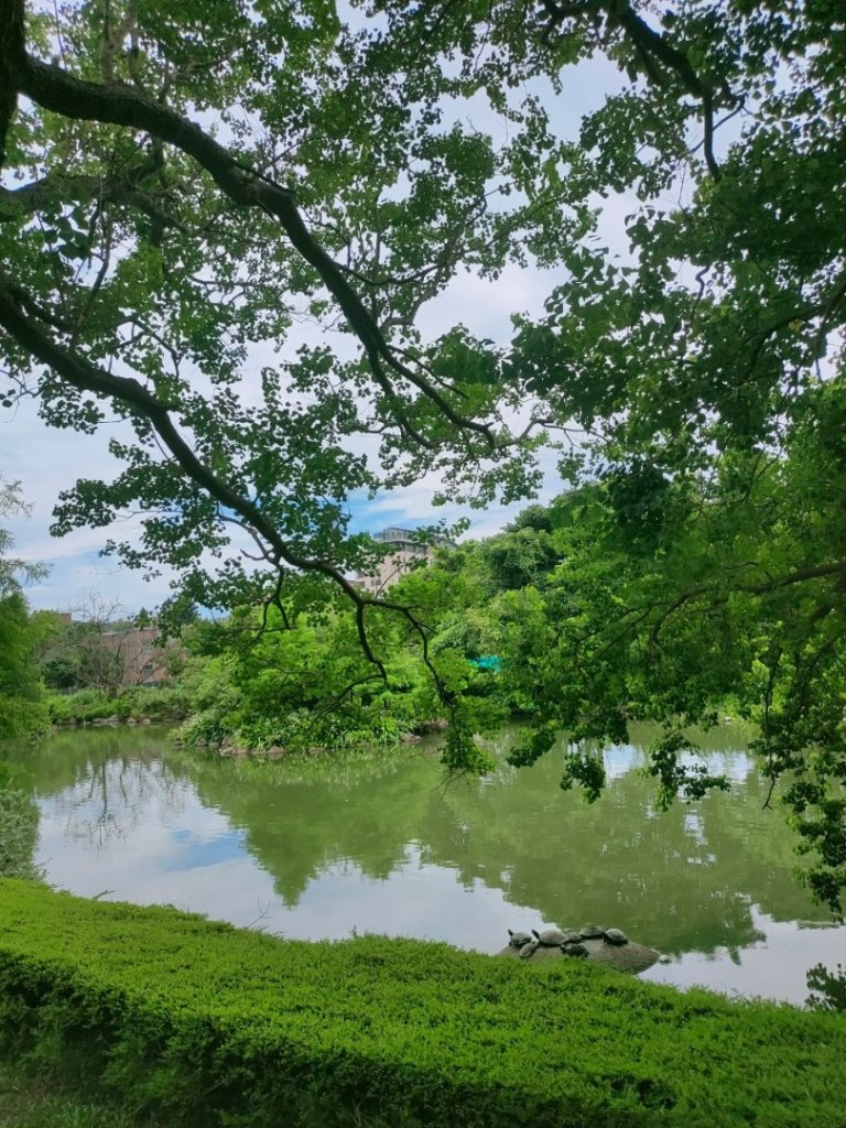 ［健康大穀東，台北趴趴走］（17~18）：台大椰林大道，台大舟山路（2023/7/29）_2239829