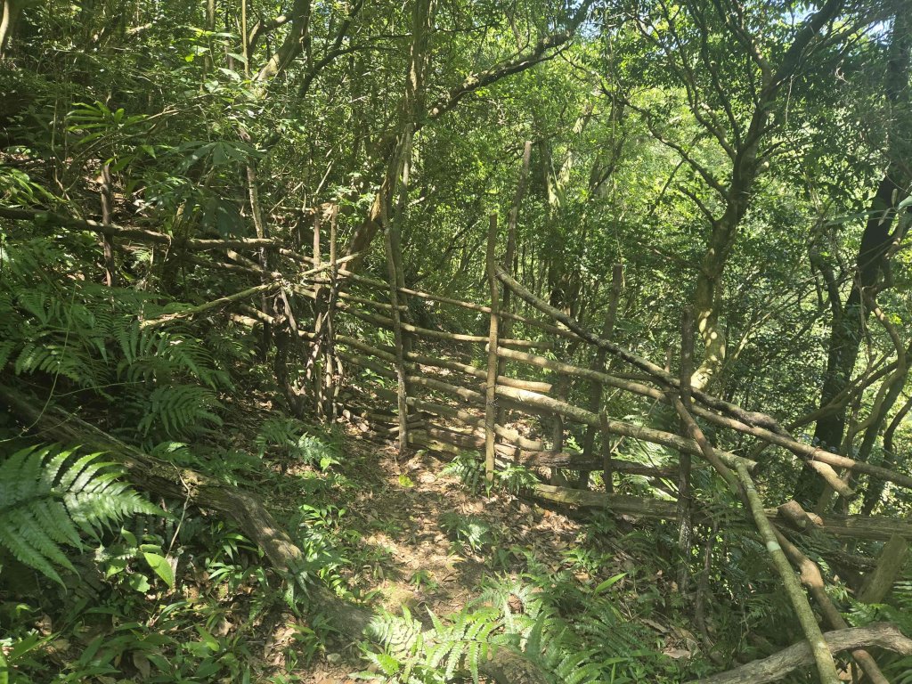 20260702中坑西山-仿山坑山-火燒寮古道下媚子寮_3082287