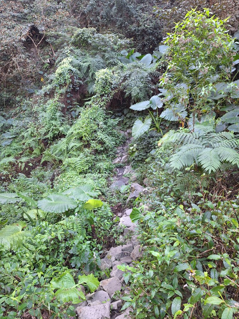 谷關蝴蝶谷瀑布20251120_2940814