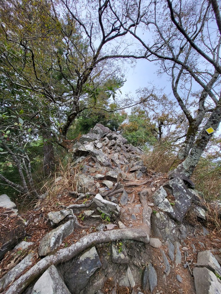 2025.11.30 谷關七雄 No.4 波津加山，不給休的蜂_2952134