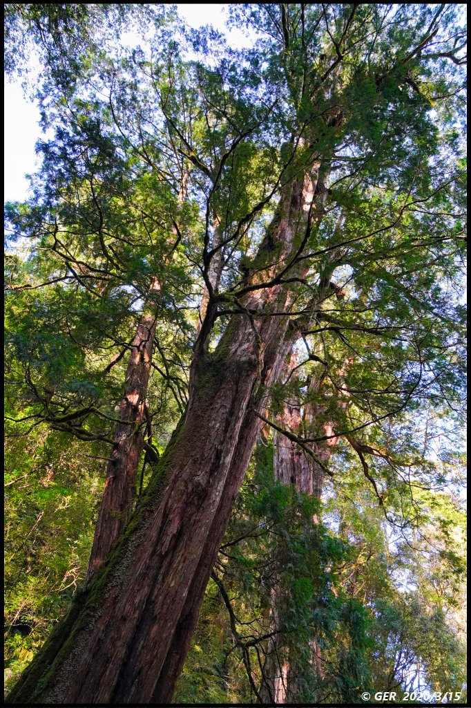 全台最大的紅檜森林 ~ 拉拉山巨木群_885535