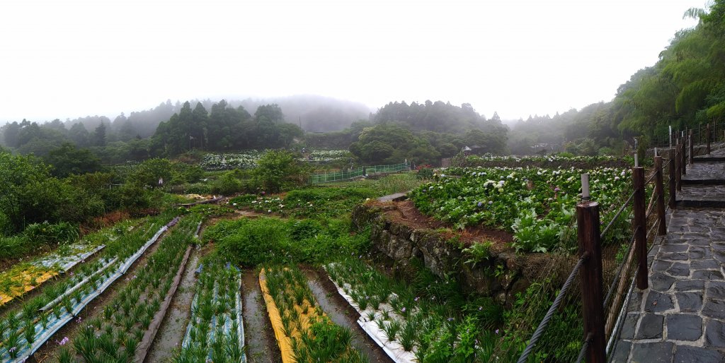 陽明山竹子湖繡球花G_587289