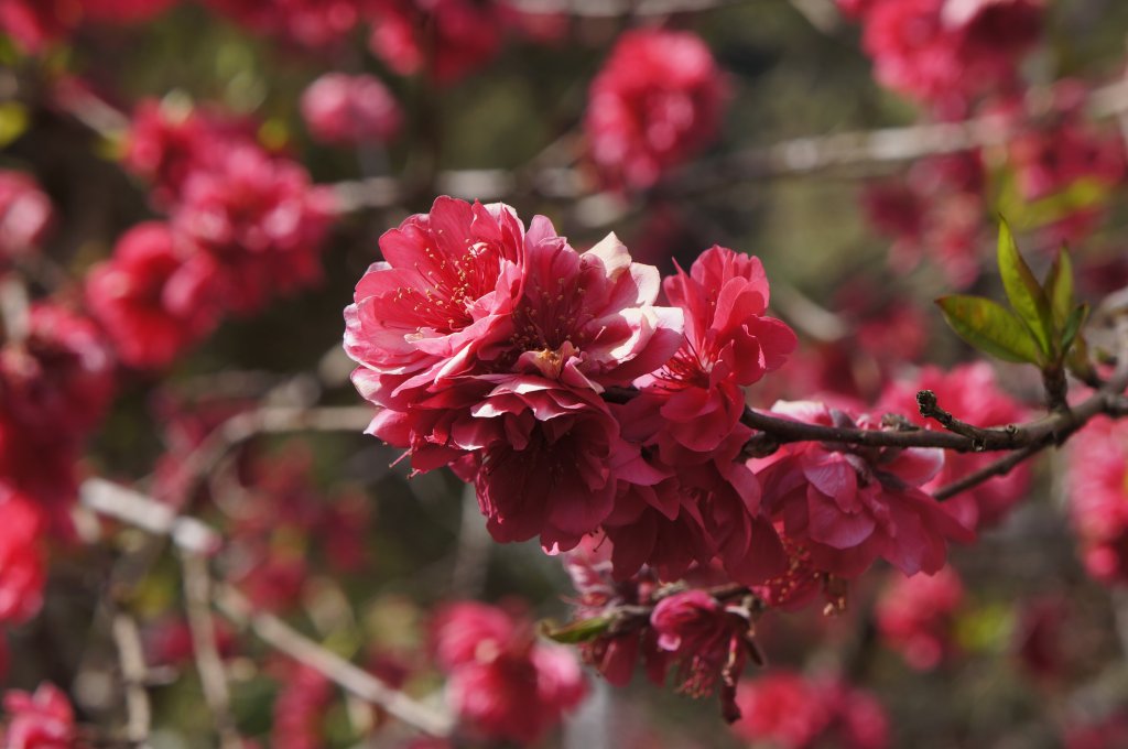 現在來石壁風景區九芎神木區賞花正是時候！_1614793