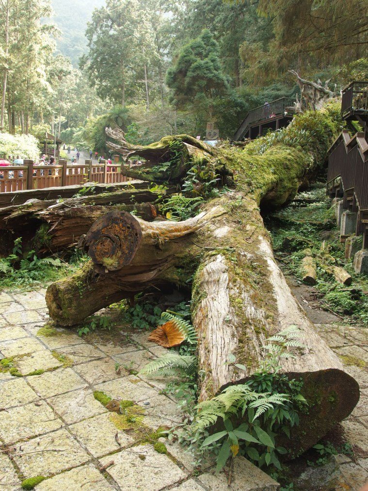 再訪溪頭(一)：沿溪步道_733970