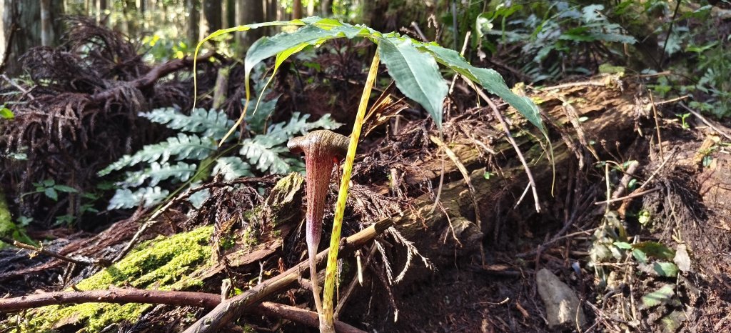 2025/04/04_加里山登山步道_2755026