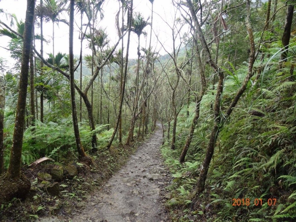 台南第一高山大凍山_240781
