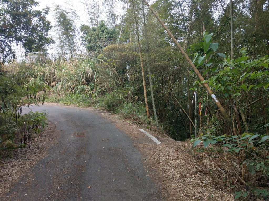 集集大山(小百岳#50)：車埕步道＋孟宗竹林_1363644