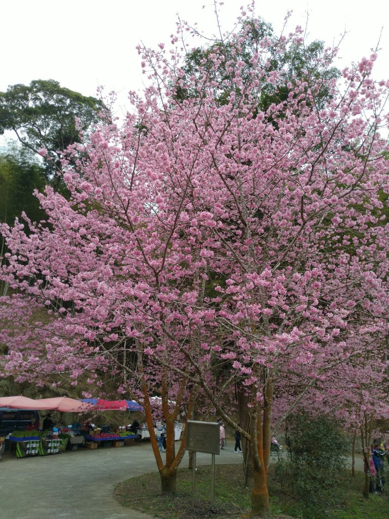 2023-02-26 登嘉南雲峰巧遇草嶺櫻花季_2043950