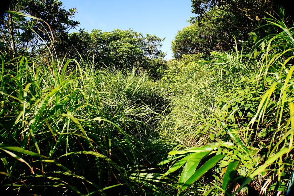新北 瑞芳 哩咾山、南子吝山_3088893