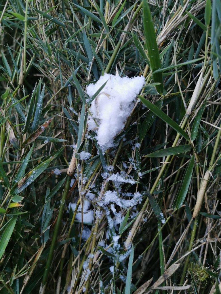 奇萊東稜-太魯閣大山補考行10/1-4_1138144