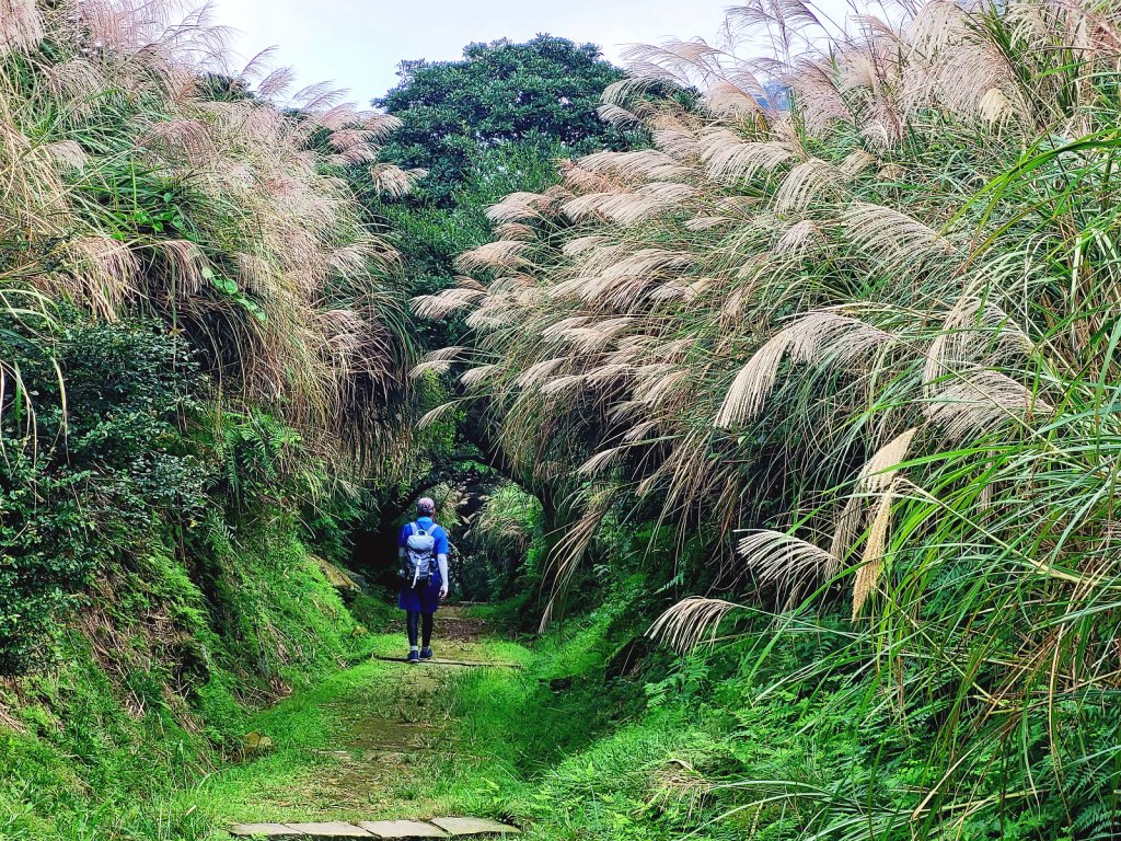 【芒花舞秋風】草山精典賞芒勝地連走_2336405