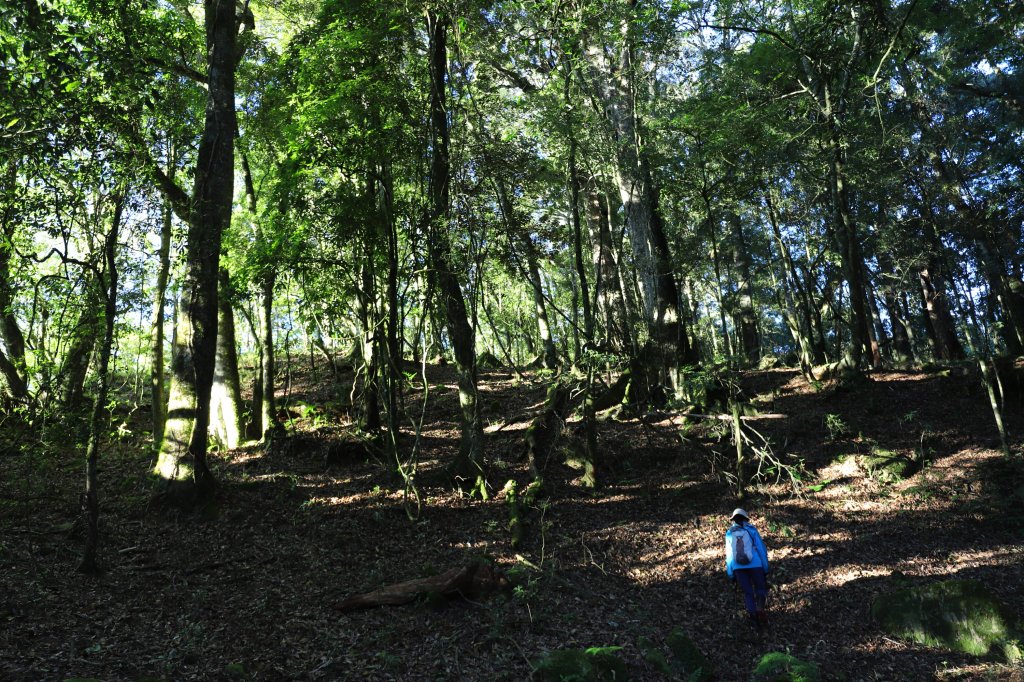 阿里山三霞 -- 楠梓仙溪左岸 南霞山_1490264