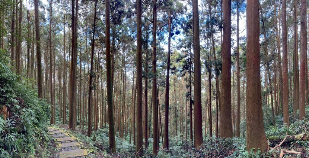 20251029石棹茶、霧、雲、霞、櫻、愛之道 樂野山 霹靂山_2926620