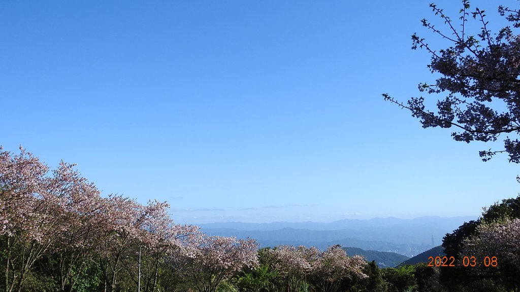 春暖花開，鳥語花香_1634051