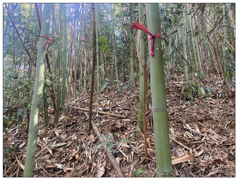 后里 七星山 新發現基石_2990056