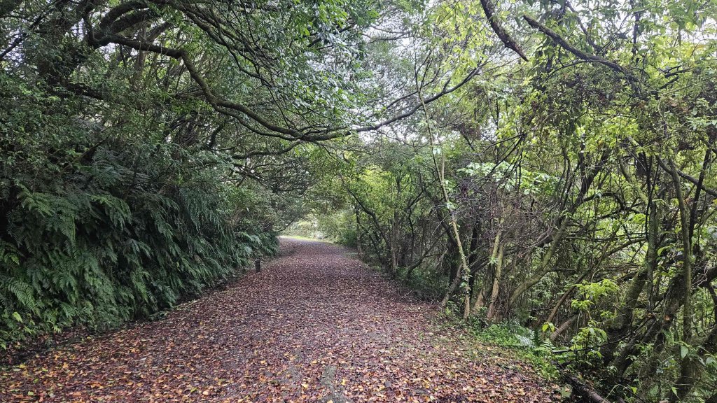 20251127菁苗步道-紅樓秘境-環七星步道O型_2947311