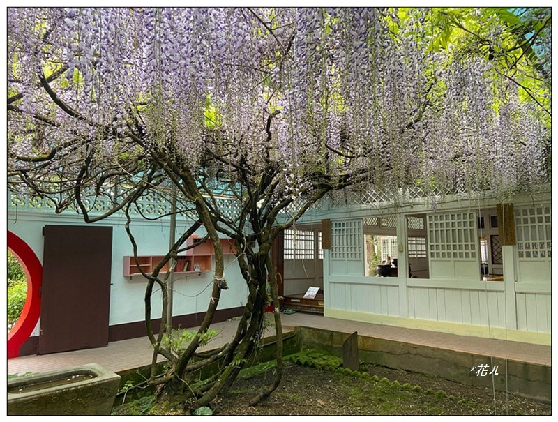 阿里山慈雲寺の紫藤_2782176