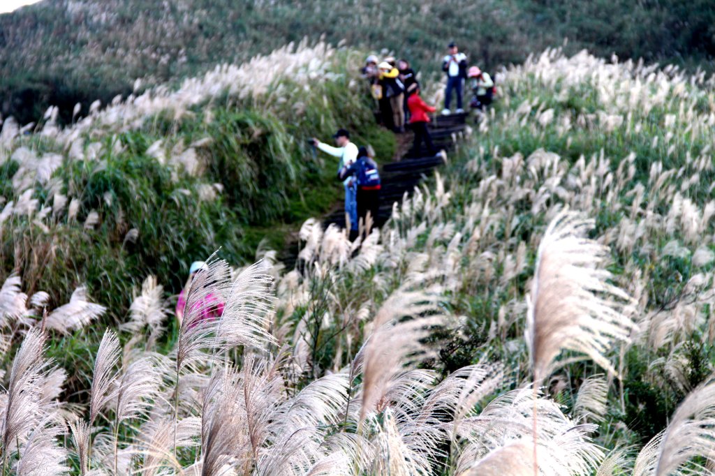 【金瓜石】漫山芒花怒放浪漫，礦山藍海奇景夢幻！_2964231